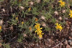 Heterotheca