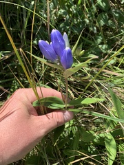 Gentiana andrewsii