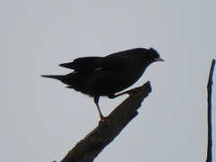 Acridotheres cristatellus