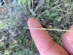 Sporobolus vaginiflorus