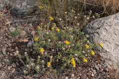 Heterotheca