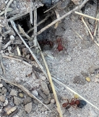Pogonomyrmex occidentalis
