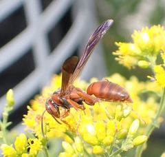 Fuscopolistes