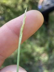 Sporobolus vaginiflorus