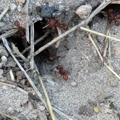 Pogonomyrmex occidentalis