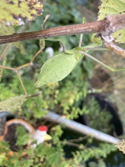 Stagmomantis