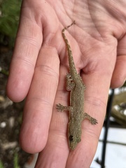 Hemidactylus garnotii