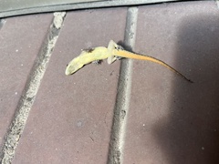 Hemidactylus garnotii