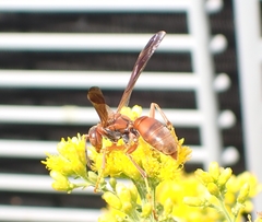 Fuscopolistes