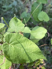 Gonolobinae