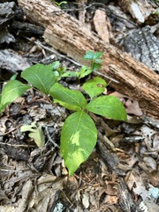 Toxicodendron pubescens