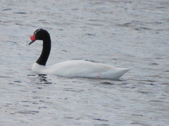 Cygnus melancoryphus