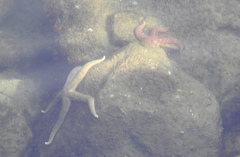 Evasterias troschelii