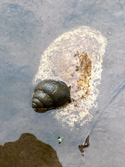 Cipangopaludina chinensis