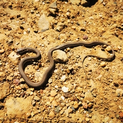 Psammophis notostictus