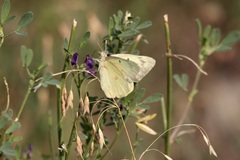 Colias philodice eriphyle
