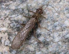 Perloidea