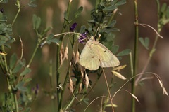Colias philodice eriphyle