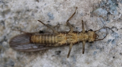 Perloidea