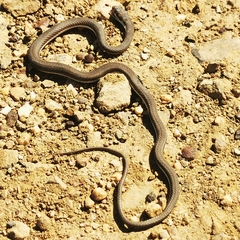 Psammophis notostictus