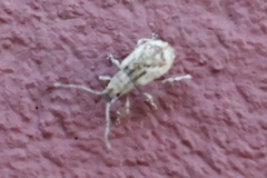 Pseudoedophrys hilleri
