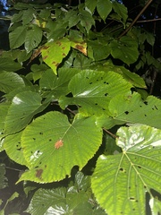 Tilia americana