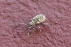 Pseudoedophrys hilleri