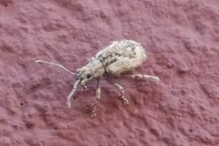 Pseudoedophrys hilleri
