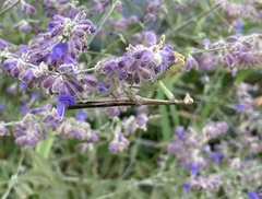 Stagmomantis carolina