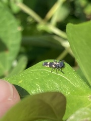 Coccinellidae