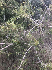 Ximenia