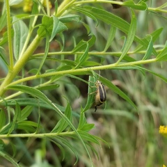 Trirhabda canadensis