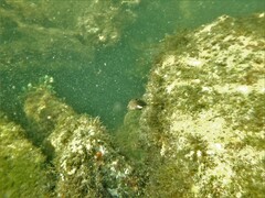 Serranus subligarius