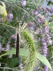 Stagmomantis carolina