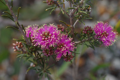 Melaleuca parviceps