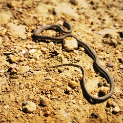 Psammophis notostictus