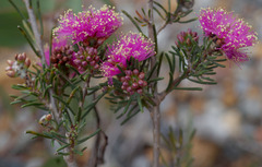Melaleuca parviceps