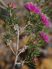 Melaleuca parviceps
