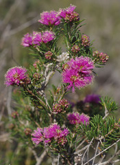 Melaleuca parviceps