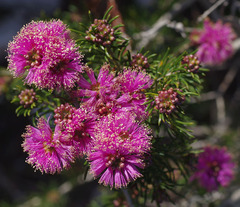 Melaleuca parviceps