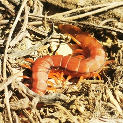 Scolopendridae