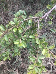 Ximenia