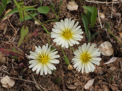 Ixeris chinensis