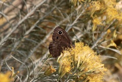 Cercyonis sthenele