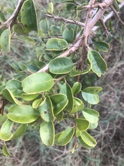 Ximenia