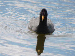 Fulica rufifrons