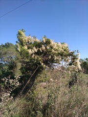 Clematis montevidensis