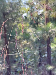 Tridens flavus flavus