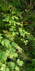 Thalictrum dasycarpum