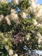 Clematis montevidensis